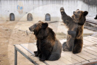 FEATURE - Hier winkt der Braunbär
