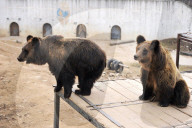 FEATURE - Hier winkt der Braunbär