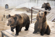 FEATURE - Hier winkt der Braunbär