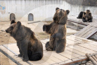FEATURE - Hier winkt der Braunbär