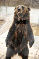 FEATURE - Hier winkt der Braunbär