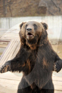FEATURE - Hier winkt der Braunbär