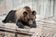 FEATURE - Hier winkt der Braunbär