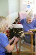 FEATURE - Weihnachts Therapie Esel in Leicestershire