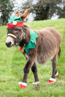FEATURE - Weihnachts Therapie Esel in Leicestershire