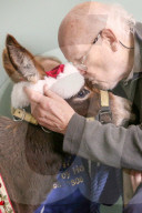 FEATURE - Weihnachts Therapie Esel in Leicestershire