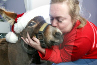 FEATURE - Weihnachts Therapie Esel in Leicestershire