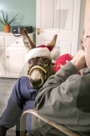 FEATURE - Weihnachts Therapie Esel in Leicestershire