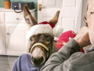 FEATURE - Weihnachts Therapie Esel in Leicestershire