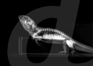 FEATURE - Zootieren durchleuchtet