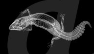 FEATURE - Zootieren durchleuchtet