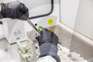 FEATURE - Für eine saubere Zimmerluft: Professor Strand und sein Team haben Efu-Pflanzen genetisch verändert