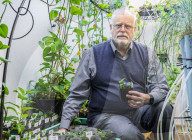 FEATURE - Für eine saubere Zimmerluft: Professor Strand und sein Team haben Efu-Pflanzen genetisch verändert