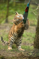 FEATURE - Tierische Weihnachten im Whipsnade Zoo