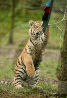 FEATURE - Tierische Weihnachten im Whipsnade Zoo