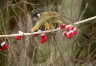FEATURE - Tierische Weihnachten im Whipsnade Zoo