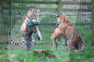 FEATURE - Tierische Weihnachten im Whipsnade Zoo