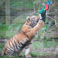 FEATURE - Tierische Weihnachten im Whipsnade Zoo