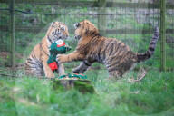 FEATURE - Tierische Weihnachten im Whipsnade Zoo