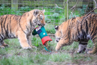 FEATURE - Tierische Weihnachten im Whipsnade Zoo