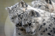 FEATURE - Schneeleoparden Im Zoo vom Jihlava