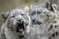FEATURE - Schneeleoparden Im Zoo vom Jihlava