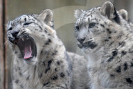 FEATURE - Schneeleoparden Im Zoo vom Jihlava