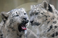 FEATURE - Schneeleoparden Im Zoo vom Jihlava