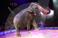 PEOPLE - Circus Krone Weihnachtspremiere in München