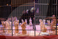 PEOPLE - Circus Krone Weihnachtspremiere in München