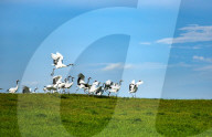 FEATURE - Pix of the Day: Bilder des Tages