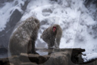 FEATURE - Wellness Affen im Jigokudani Monkey Park bei Nagano