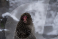 FEATURE - Wellness Affen im Jigokudani Monkey Park bei Nagano