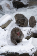 FEATURE - Wellness Affen im Jigokudani Monkey Park bei Nagano