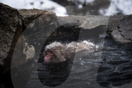 FEATURE - Wellness Affen im Jigokudani Monkey Park bei Nagano