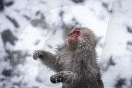 FEATURE - Wellness Affen im Jigokudani Monkey Park bei Nagano