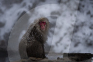 FEATURE - Wellness Affen im Jigokudani Monkey Park bei Nagano