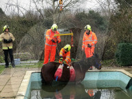 FEATURE - Die Feuerwehr rettet 'See-Pferdchen' aus einem Swimming-Pool 