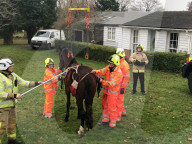 FEATURE - Die Feuerwehr rettet 'See-Pferdchen' aus einem Swimming-Pool 