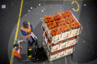 REPORTAGE - Blumen aus Holland: Royal FloraHolland in Aalsmeer