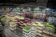 REPORTAGE - Blumen aus Holland: Royal FloraHolland in Aalsmeer