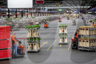 REPORTAGE - Blumen aus Holland: Royal FloraHolland in Aalsmeer