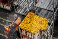 REPORTAGE - Blumen aus Holland: Royal FloraHolland in Aalsmeer
