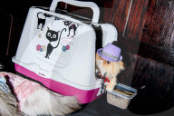 FEATURE - Katzen auf dem Catwalk in New York