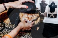 FEATURE - Katzen auf dem Catwalk in New York