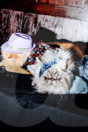 FEATURE - Katzen auf dem Catwalk in New York