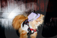 FEATURE - Katzen auf dem Catwalk in New York
