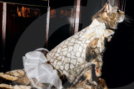FEATURE - Katzen auf dem Catwalk in New York