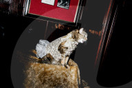 FEATURE - Katzen auf dem Catwalk in New York