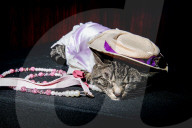 FEATURE - Katzen auf dem Catwalk in New York